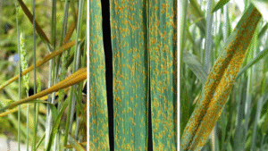 close up image of wheat rust