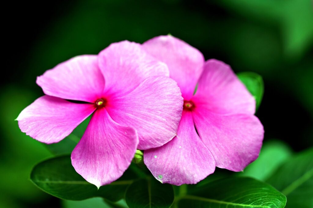 close-up of madagascar periwinkle
